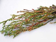 Jalovec napadený štítenkami Jalovec napadený štítenkami