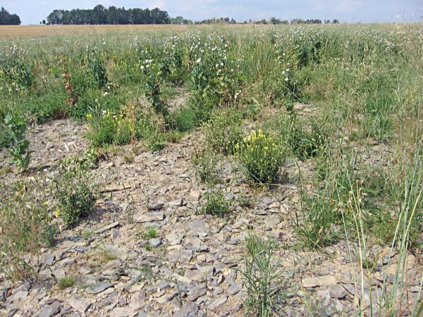 Mák v opravdu extrémních podmínkách s výskytem lnice květel a ovsa hluchého Mák v opravdu extrémních podmínkách s výskytem lnice květel a ovsa hluchého