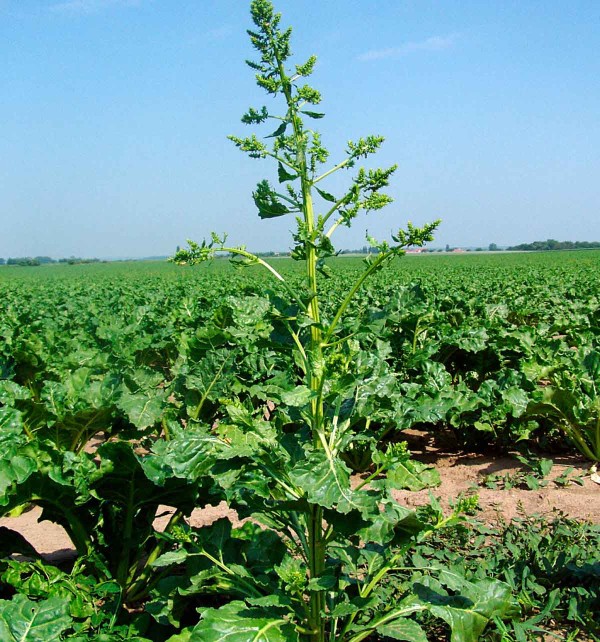 Pleveln&aacute; řepa na poč&aacute;tku kveten&iacute;