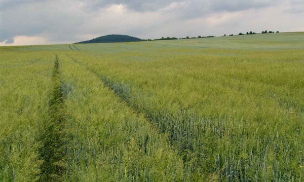 Obr. 3: Kalamitn&iacute; zaplevelen&iacute; chundelkou metlic&iacute; rezistentn&iacute; vůči inhibitorům ALS