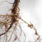 Osivo luskovin je vhodn&eacute; před v&yacute;sevem namořit a&nbsp;inokulovat