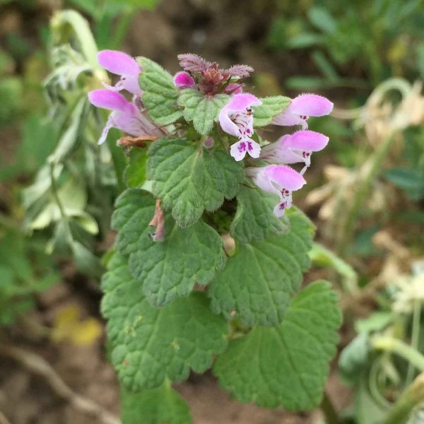 Hluchavka nachov&aacute; (Lamium purpureum)