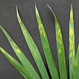 Zhodnocen&iacute; ochrany poln&iacute;ch plodin na středn&iacute; Moravě za rok 2017