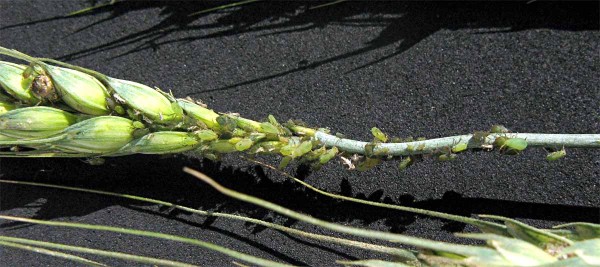 M&scaron;ice na klasu &scaron;kod&iacute; s&aacute;n&iacute;m