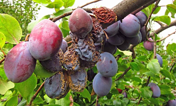 Moniliniov&aacute; hniloba peckovin