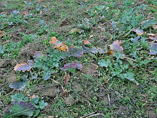 Dvouděložné plevele na podzim Dvouděložné plevele na podzim