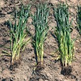 Podpora kořenů a produktivních odnoží, jako základ stabilního výnosu obilnin Podpora kořenů a produktivních odnoží, jako základ stabilního výnosu obilnin