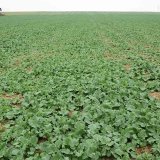 Problematika regulace jednoděložn&yacute;ch plevelů v&nbsp;ozim&eacute; řepce