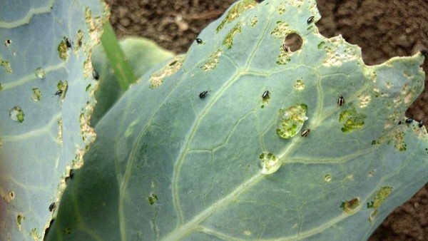 Imága skočiek Imága skočiek