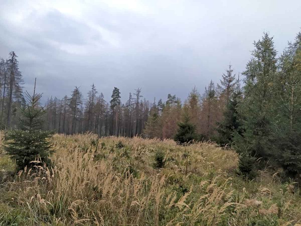 Holina po kůrovci s&nbsp;napaden&yacute;m okrajem