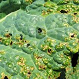 Aktu&aacute;ln&iacute; přehled ochrany zahrad, sadů a&nbsp;vinic - březen a&nbsp;duben 2021