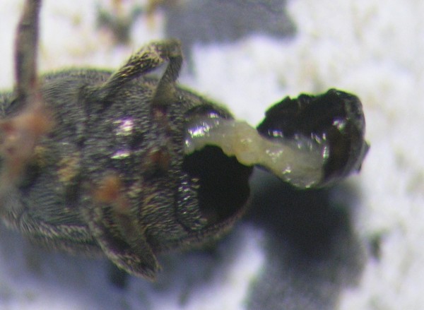 Obr. 5: Samička s&nbsp;nezral&yacute;mi vaj&iacute;čky