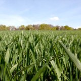 Technologie Mustang 4&times;4<br>Nov&yacute; &uacute;činn&yacute; způsob odplevelen&iacute; ozim&yacute;ch a&nbsp;jarn&iacute;ch obilnin