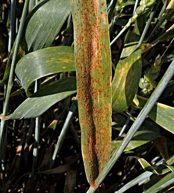 Rez pšeničná Rez pšeničná