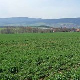 Za řepkou na Domažlicko Za řepkou na Domažlicko