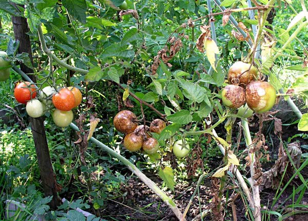 Pl&iacute;seň rajčete - plody