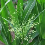 Invazn&iacute; plevele (4) - Pleveln&eacute; proso set&eacute;