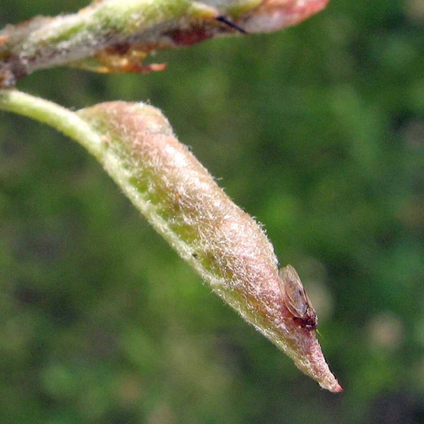 Mera skvrnitá Mera skvrnitá