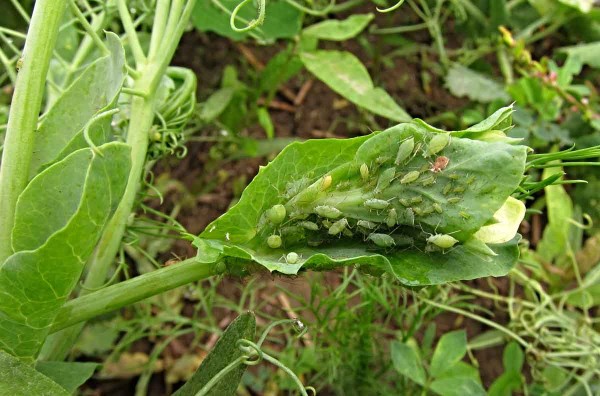 Mšice kyjatka hrachová Mšice kyjatka hrachová