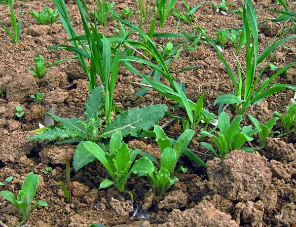 Mák ve fázi 6 listů je vhodný pro regulaci plevelů Mák ve fázi 6 listů je vhodný pro regulaci plevelů