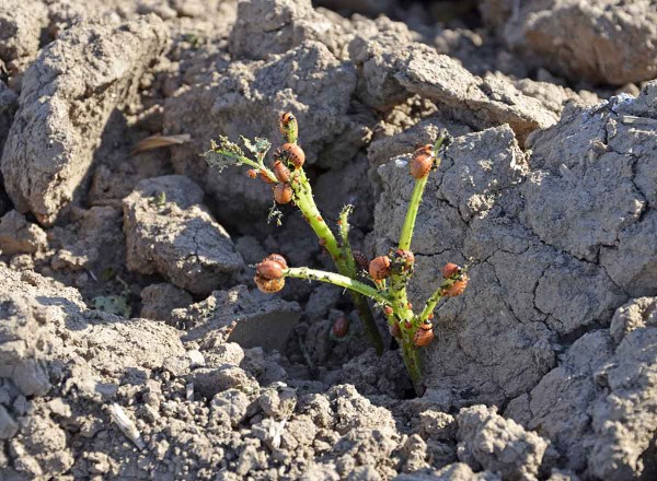 Obr. 6: &Uacute;pln&eacute; zničen&iacute; bramborov&eacute; rostliny &uacute;živn&yacute;m ž&iacute;rem mandelinky bramborov&eacute;