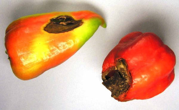 Suchá hniloba květního konce plodů rajčat Suchá hniloba květního konce plodů rajčat