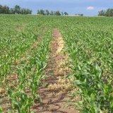 Přípravky pro postemergentní aplikaci v kukuřici Přípravky pro postemergentní aplikaci v kukuřici