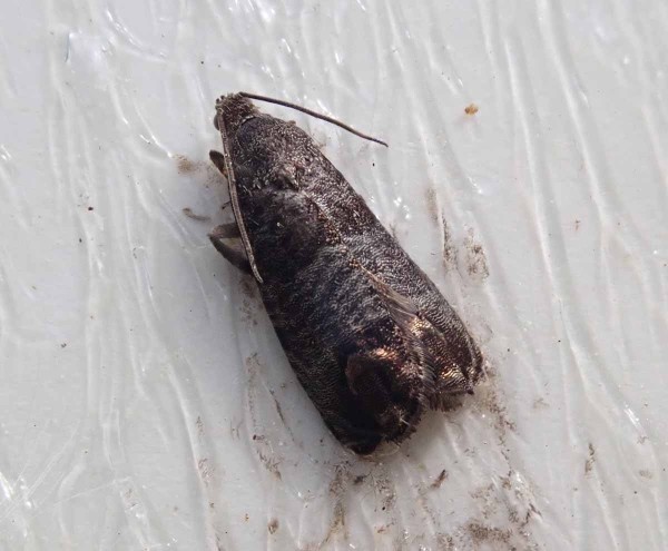 Přibliž&not;ně na přelomu dubna a&nbsp;května a&nbsp;v polovině května již nach&aacute;z&iacute;me &uacute;lovky obaleče jablečn&eacute;ho v&nbsp;lap&aacute;c&iacute;ch