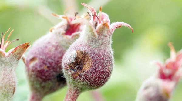 Plůdky poškozené zobonoskami Plůdky poškozené zobonoskami