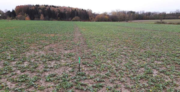 Obr. 1: Pohled na kontrolní odrůdu napadenou patogenem P. brassicae vlevo a rezistentní vpravo na podzim 2017, Valdice Obr. 1: Pohled na kontrolní odrůdu napadenou patogenem P. brassicae vlevo a rezistentní vpravo na podzim 2017, Valdice