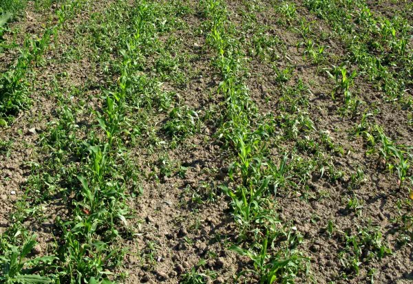 Kukuřice je na zaplevelení citlivá Kukuřice je na zaplevelení citlivá