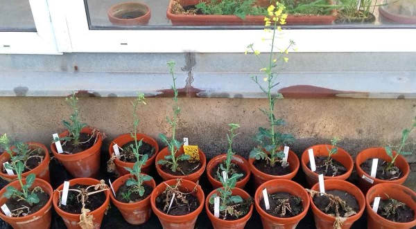 Obr. 1: TuYV infikované rostliny řepky Obr. 1: TuYV infikované rostliny řepky