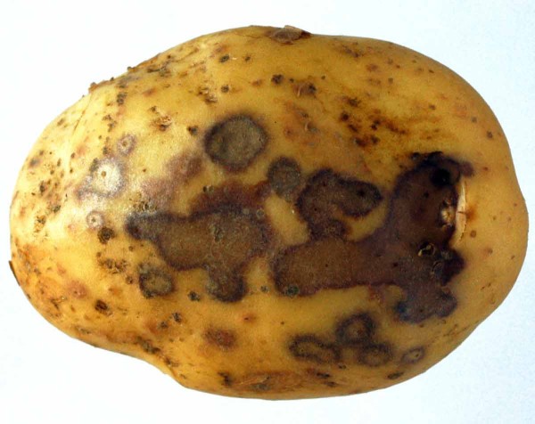 Měkk&aacute; hniloba v&nbsp;okol&iacute; lenticel hl&iacute;zy bramboru