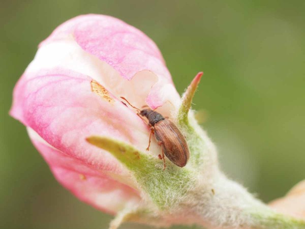 Na květech pravidelně &scaron;kod&iacute; brouci rodu Phyllobius