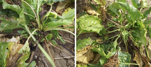 Př&iacute;znaky napaden&iacute; bakteri&iacute; Pectobacterium betavasculorum