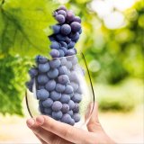 &Uacute;činnost př&iacute;pravku Orvego<sup>&reg;</sup> k&nbsp;pl&iacute;sni chmelov&eacute; ve chmelu