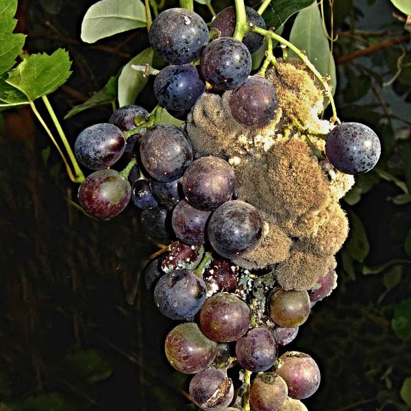 Šedá hniloba hroznů révy Šedá hniloba hroznů révy