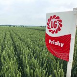 Frisky - P&scaron;enice na rekordy