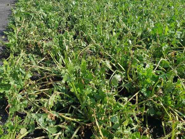 Obr. 3: Poškození cukrovky krupobitím v srpnu Obr. 3: Poškození cukrovky krupobitím v srpnu