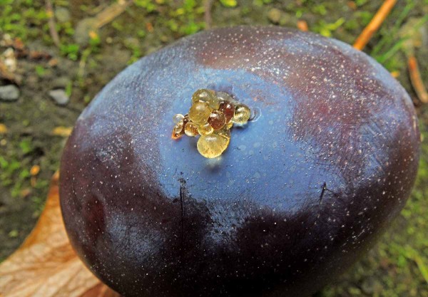 Obaleč &scaron;vestkov&yacute; - po&scaron;kozen&yacute; plod