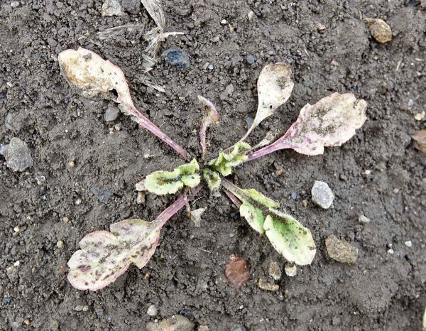 Obr. 4: Obě &uacute;činn&eacute; l&aacute;tky v&nbsp;herbicidu Biathlon 4D (florasulam + tritosulfuron) vykazuj&iacute; dobrou &uacute;činnost na m&aacute;k vlč&iacute;