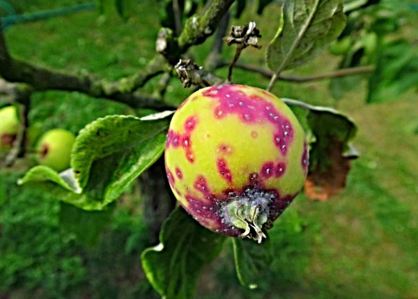 Štítenka zhoubná Štítenka zhoubná