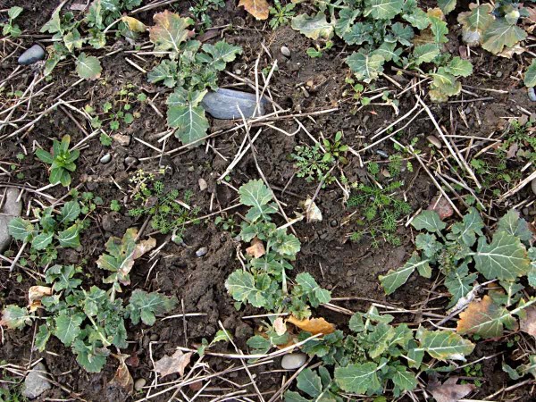 Jarní zaplevelení řepky ozimé Jarní zaplevelení řepky ozimé