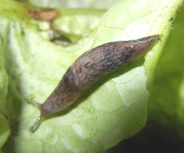 Obr. 9: Slim&aacute;ček s&iacute;ťkovan&yacute;