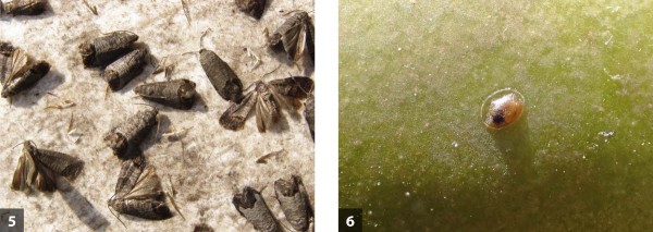 Pro obaleče jablečn&eacute;ho je kompletně zpracov&aacute;n program ochrany pro ekologickou produkci, a&nbsp;to pomoc&iacute; feromonů, viru a&nbsp;doplňkově spinosadem: &uacute;lovky dospělců v&nbsp;lap&aacute;ku - 5 a&nbsp;vaj&iacute;čko ve&nbsp;f&aacute;zi čern&eacute; hlavičky - 6