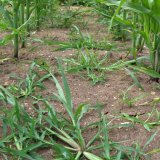 Nov&eacute; strategie v&nbsp;regulaci plevelů v&nbsp;kukuřici