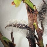 Choroby a&nbsp;&scaron;kůdci borůvky