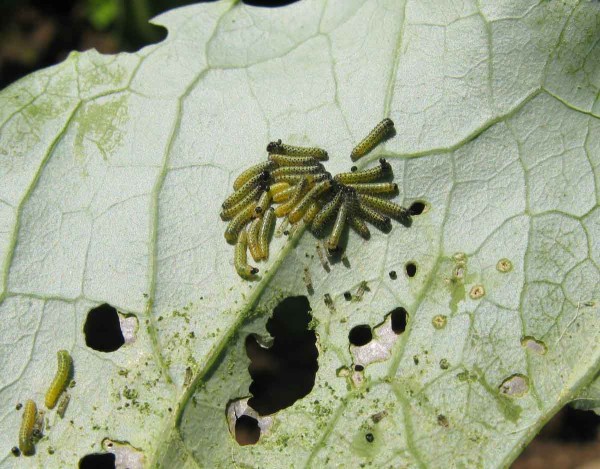 Housenky běláska zelného Housenky běláska zelného