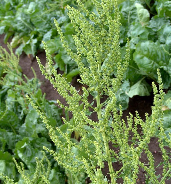 Obr. 1: Pleveln&aacute; řepa patř&iacute; k&nbsp;nej&scaron;kodlivěj&scaron;&iacute;m &scaron;kodliv&yacute;m organizmům v&nbsp;porostech cukrov&eacute; řepy