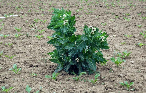 Probl&eacute;mem jsou i&nbsp;někter&eacute; jedovat&eacute; rostliny - bl&iacute;n čern&yacute;